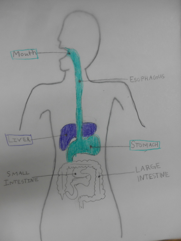 Anatomy of human digestive system. Art Print by Stocktrek Images | Society6