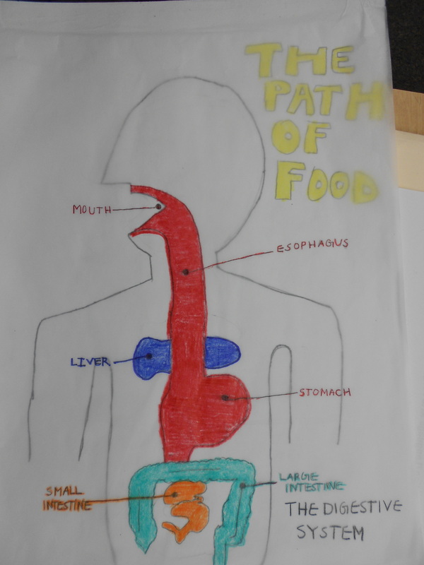 Illustration of the digestive system labeled - Media Asset - NIDDK