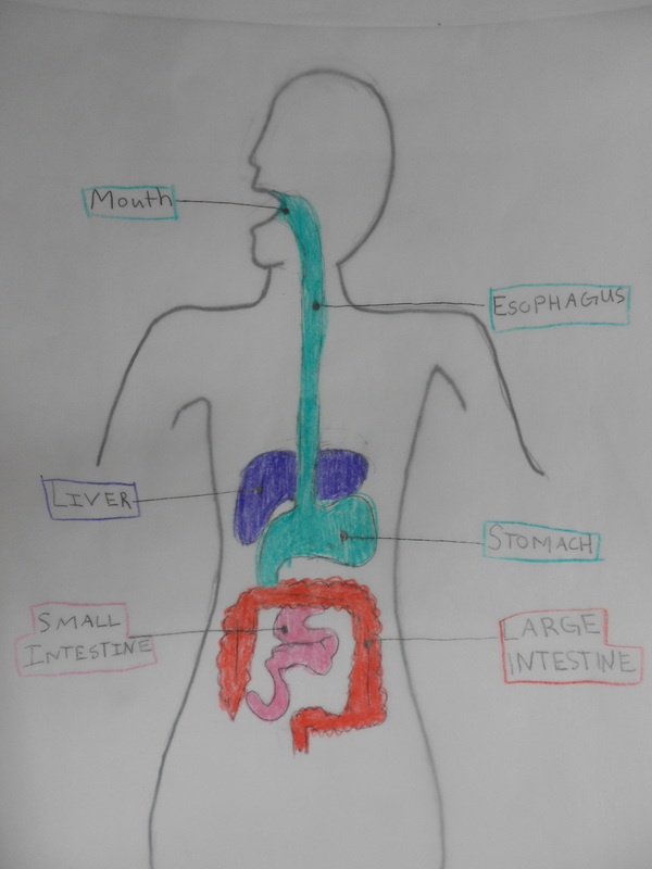 stomach drawing for kids
