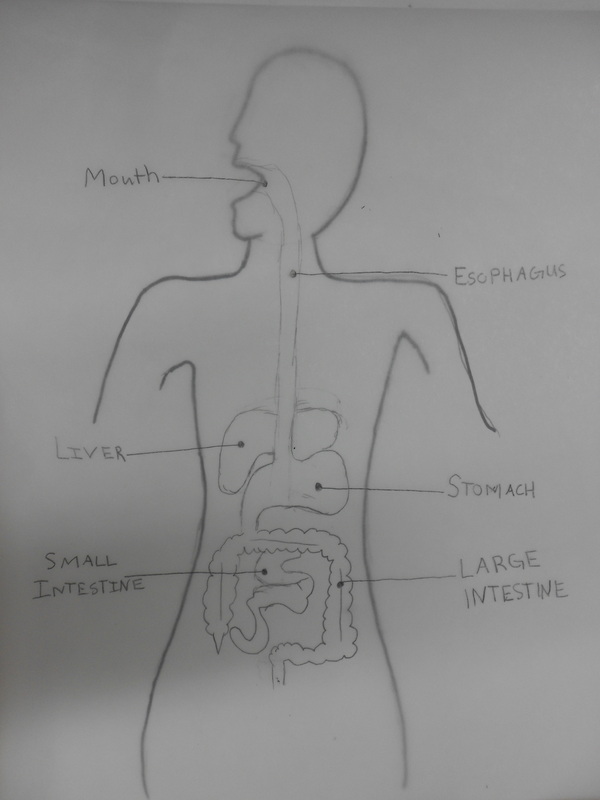 Download 1211 - Human Digestive System Drawing PNG Image with No Background  - PNGkey.com