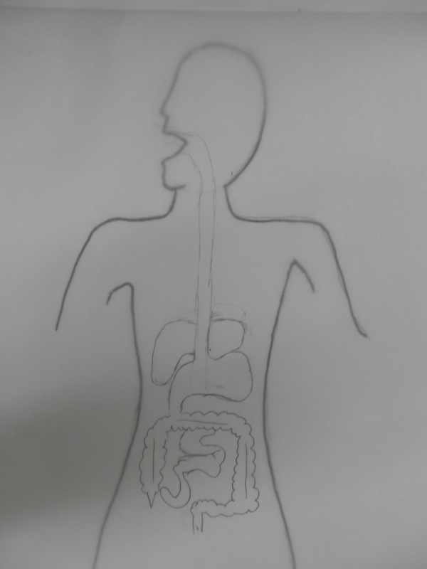 Human Digestive System Diagram || Diagram Of Human Digestive System || Bio  diagram - YouTube