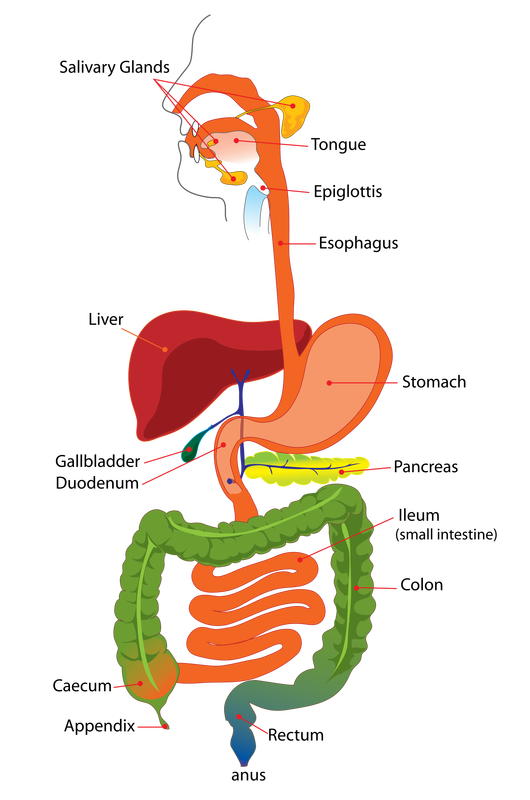 Vector Illustration Digestive System Man Stock Vector (Royalty Free)  297267011 | Shutterstock